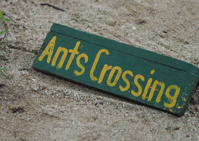 Ant Crossing at Bollywood Veggies, Singapore