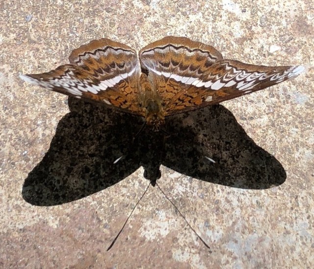 butterfly hill pulau ubin