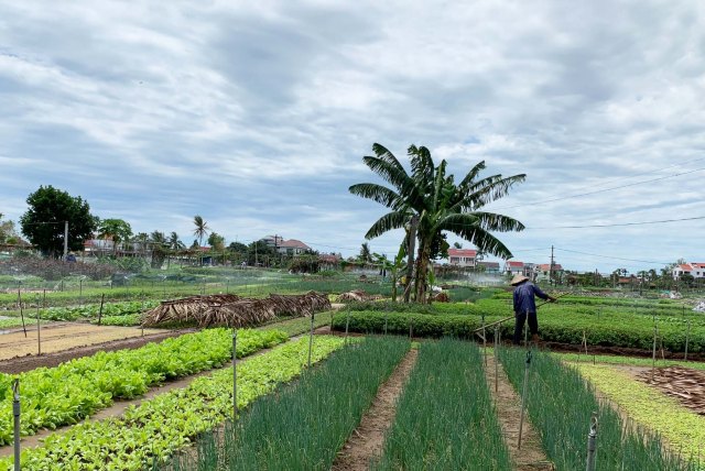 Organic Allotments at Christina's Hoi An