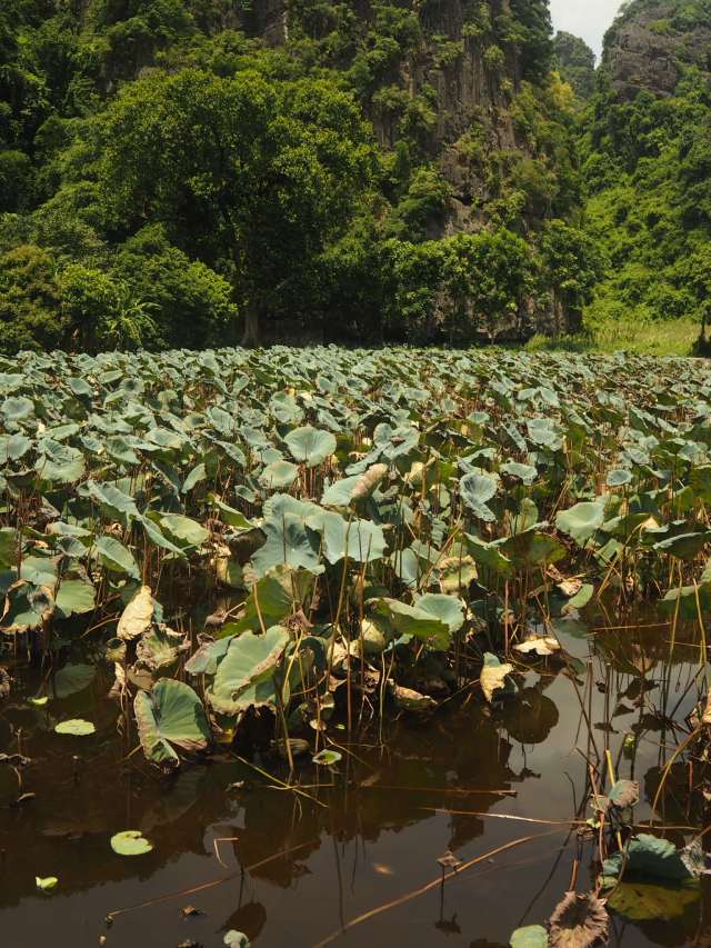 Bich Dong Pagoda, Ninh Binh