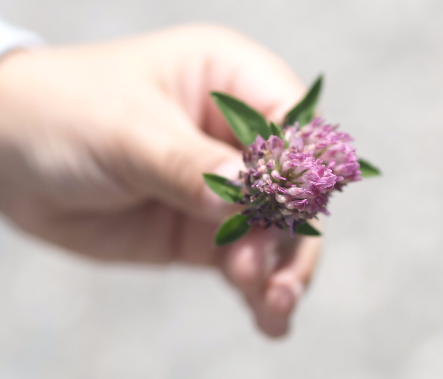 Meadow Clover, Austria