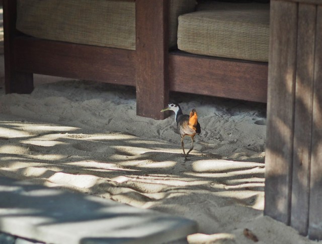 Elusive birds, Nikoi Island