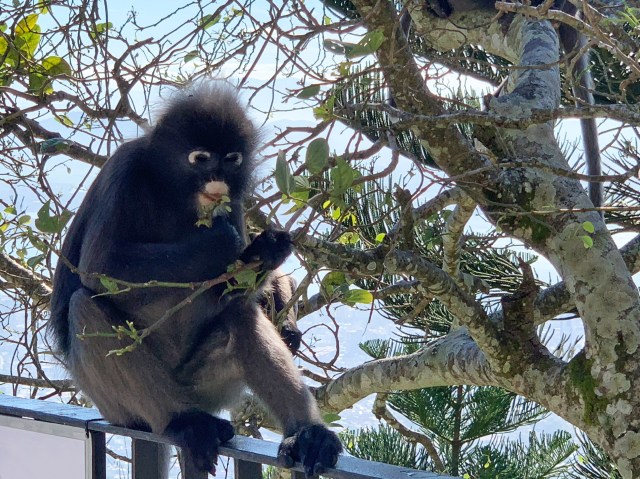 Dusty Leaf Monkey, Penang Hill, Penang