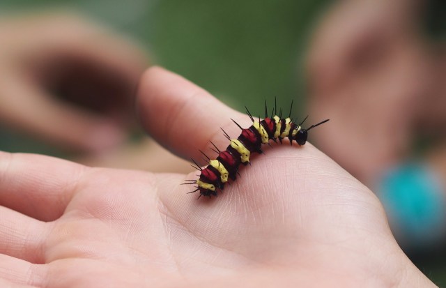 Caterpillar at Entopia, Penang
