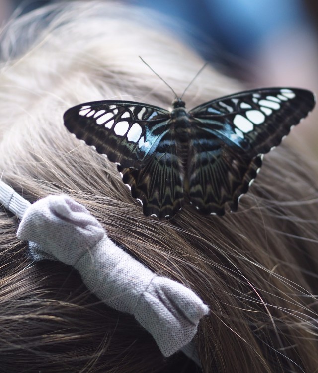 Butterfly at Entopia, Penang