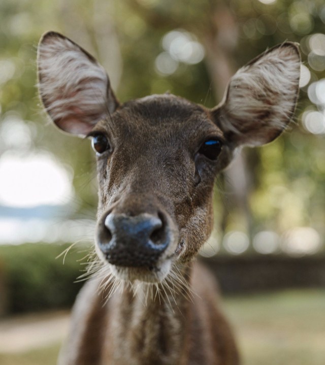 Rusa Deer, Amanwana Resort, Moyo Island (Image courtesy of Amanwana)