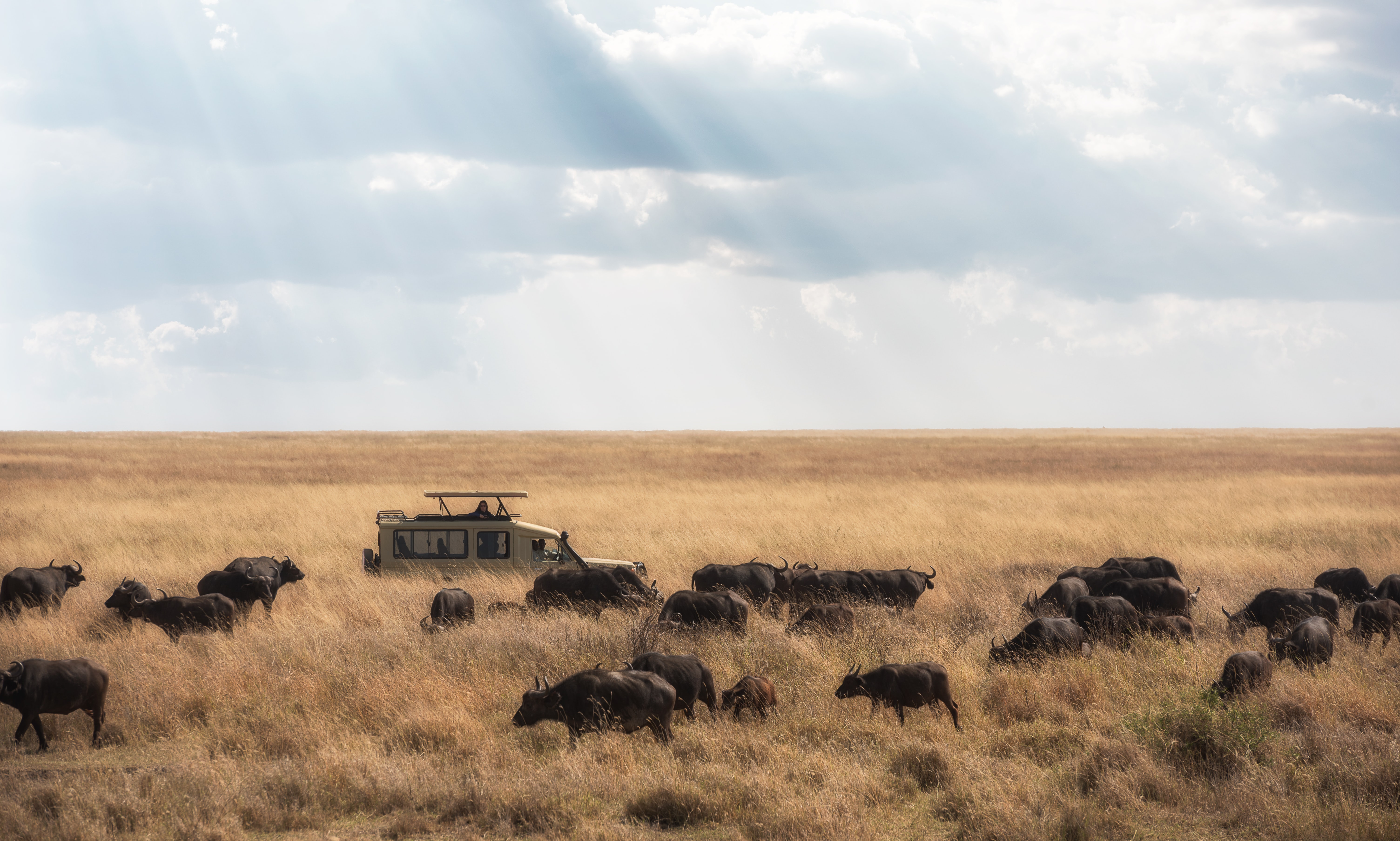 Safari in Africa, Serengeti