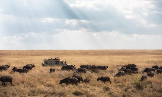 Safari in Africa, Serengeti