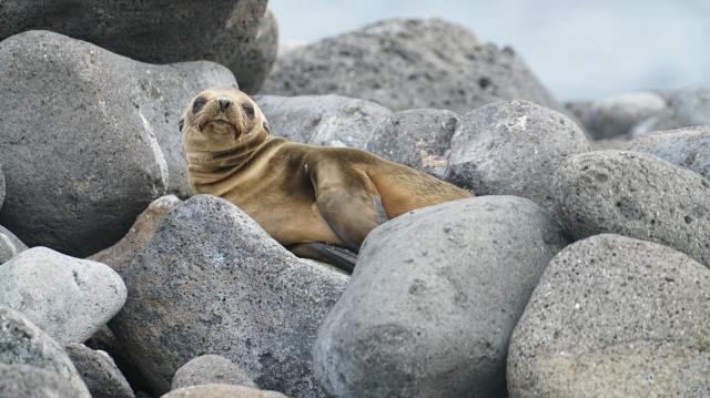 Galapagos Islands, Ecuador