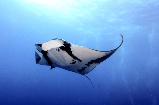 Misool island, Indonesia