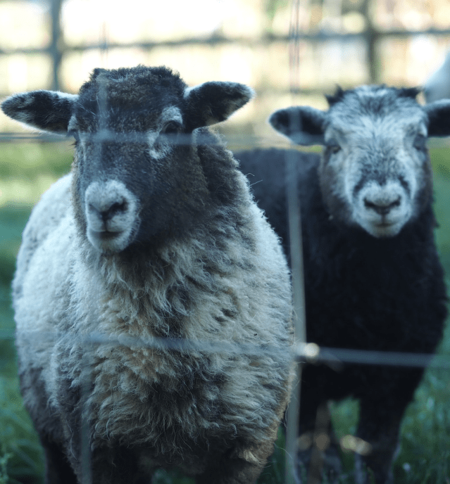 Molly Dishwasher Glamping, Frant