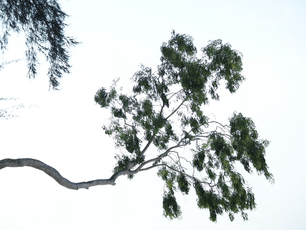 The view looking up from the hammocks at Telunas Beach Resort