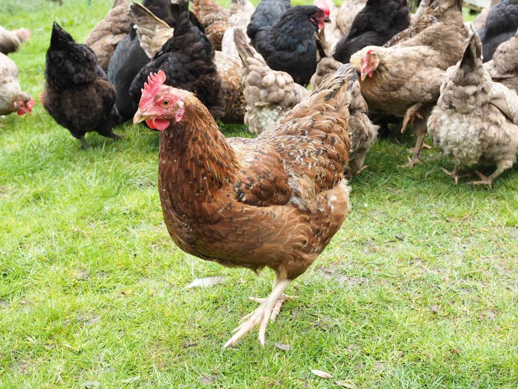 The Pig at Combe, Chickens