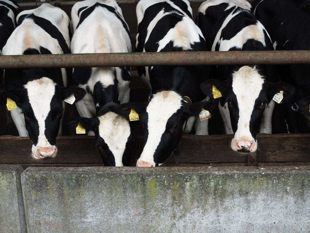 The Pig at Combe, Dairy Farms